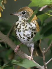 Wood Thrush